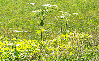 Niebezpieczny barszcz na szlakach rowerowych Niebezpieczny barszcz na szlakach rowerowych